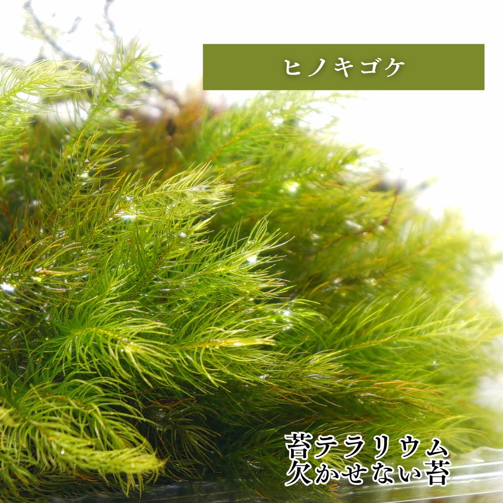 ヒノキゴケ