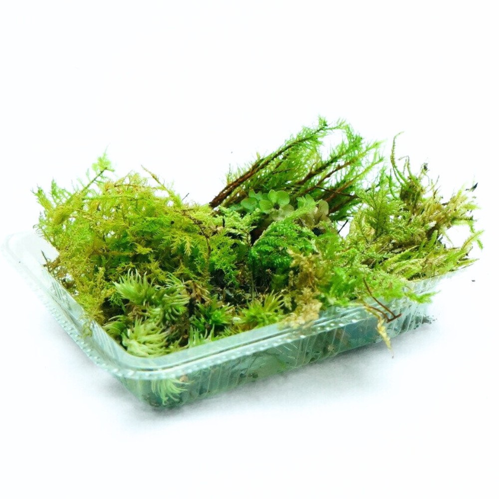 苔セット7種