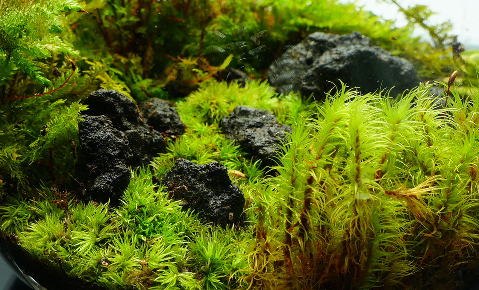 器の中の苔と石を、間近で。