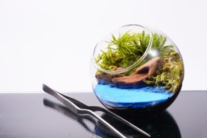 斜め口の丸いガラスの苔テラリウムと、横に置いたピンセット