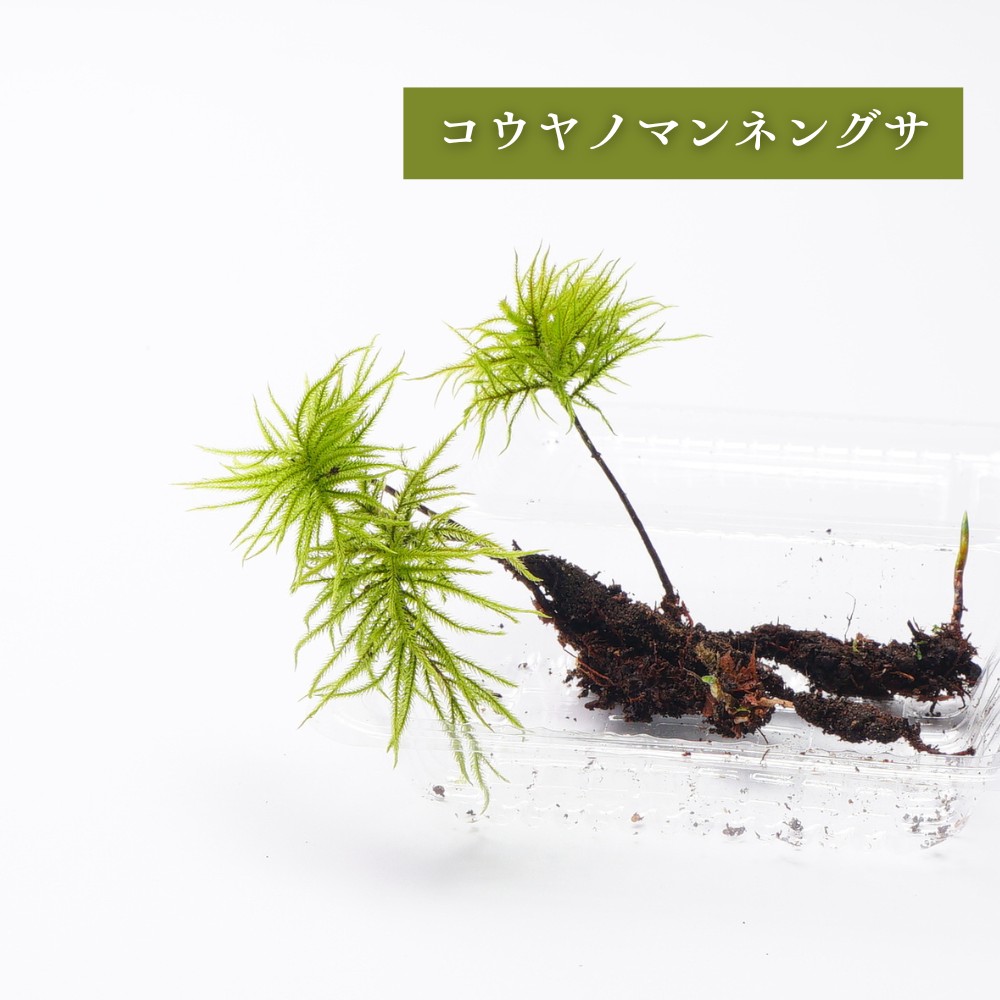 コウヤノマンネングサ