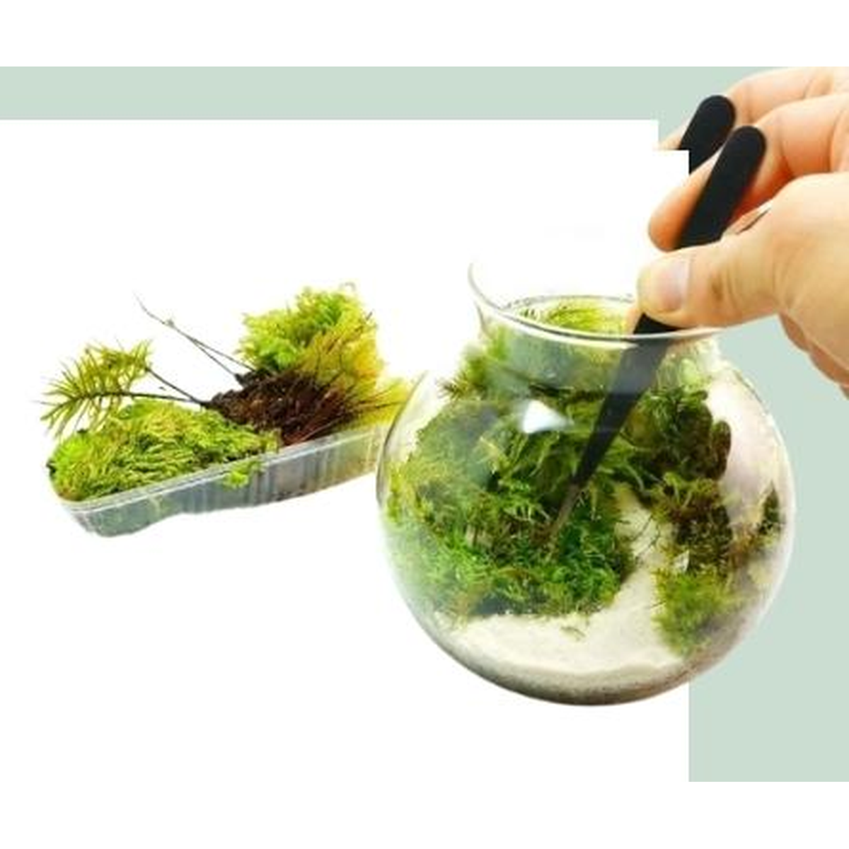 白砂キットを制作中。ピンセットでガラスボトルに苔を植える手元